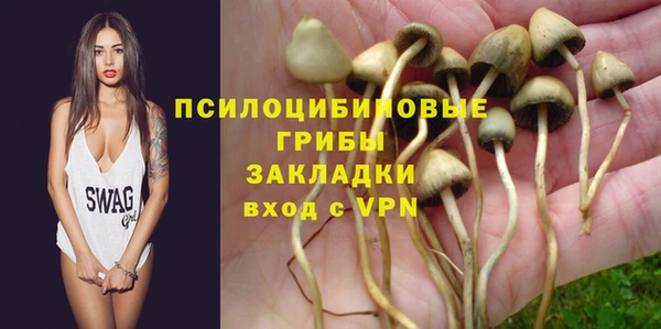 хмурый Аркадак
